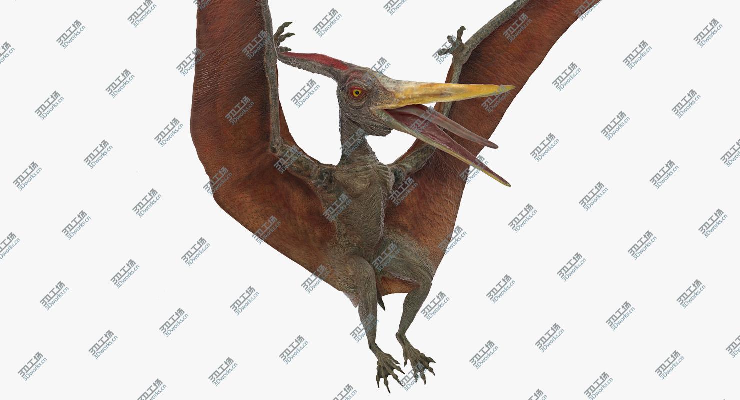 images/goods_img/202105072/Pteranodon Landing Pose 3D model/2.jpg